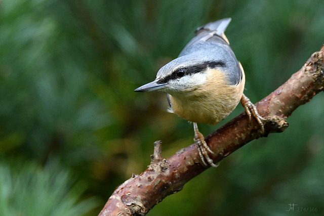 Nuthatch 274/366 Challenge