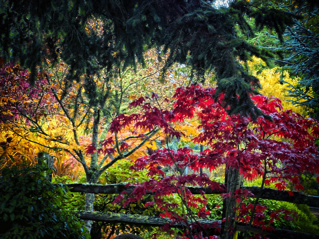 Autumn Interlude - Colorplay