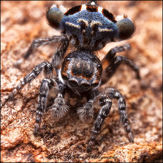 Undescribed Maratus sp.