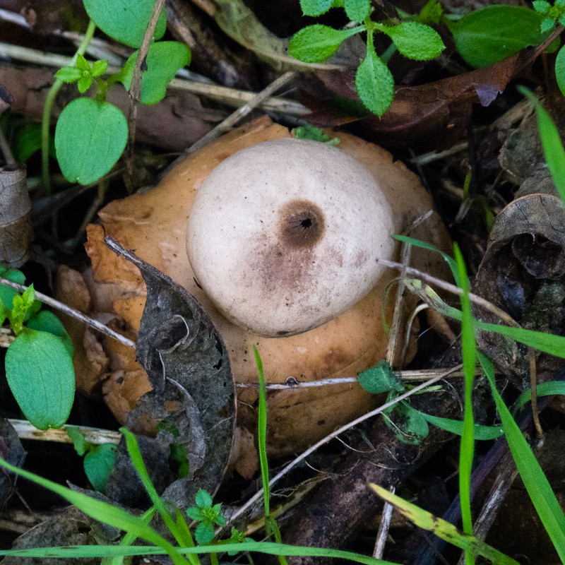 Collared earth star, Wolverhampton-Sedgley border