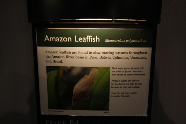 Amazon Leaffish sign