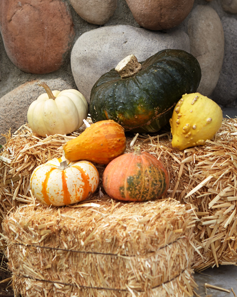 Pumpkin and other fall squash sitting on hay bales