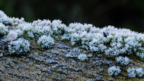 Frosted moss