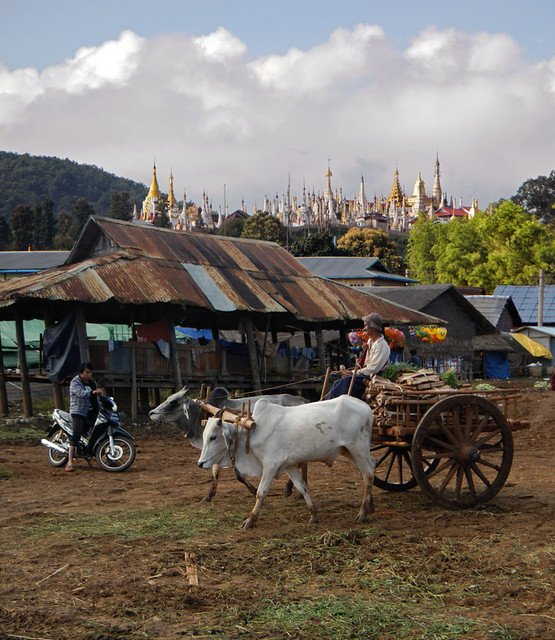 Oxen and Motorcycles at Shangrila at the End of Inle Lake (Myanmar)