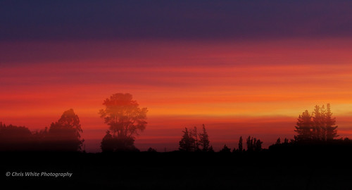 trees sunset newzealand cloud tree dusk vibrant vivid silouette icm rangiora chriswhite chrisnz chriswhitephotography chriswhitephotographynz
