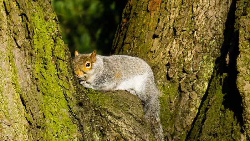 Squirrel in fork of tree, chewing