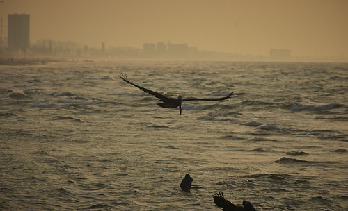 I love to watch pelicans - fondo nebuloso by Uriel Akira, ocean sunset sea people sun bird sol beach mexico atardecer mar waves dusk flight playa pelican pers