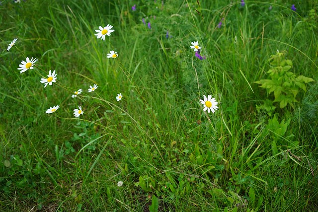 Fleurs des champs.