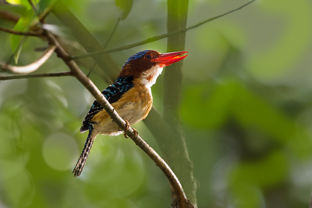 ... Banded Kingfisher,横斑翠鸟 (male) ...