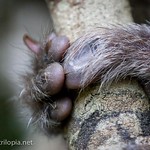 Toes of Bamboo Lemur