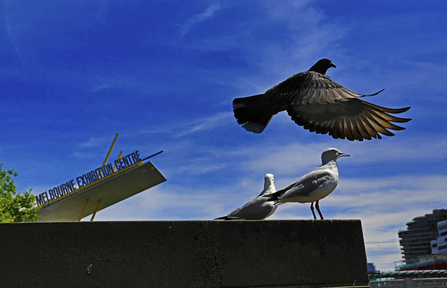 Seagulls and pigeon . . .