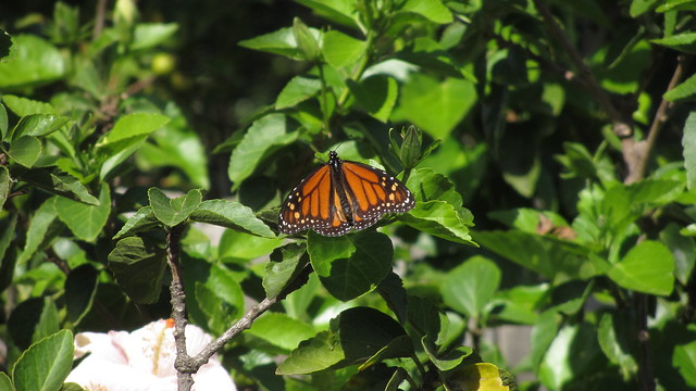 IMG_6506 monarch hibiscus