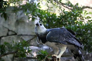 Harpy Eagle