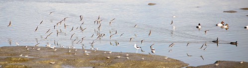 Albany Mudflats, 2014 Oakland CBC 1901 | by alankrakauer