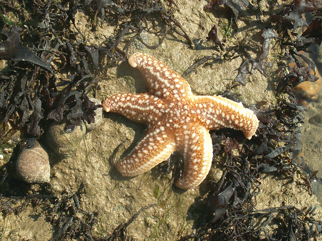 Common Starfish