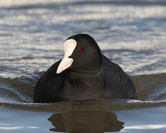 COOT (FULICA), RIVER THAMES, OXFORDSHIRE.