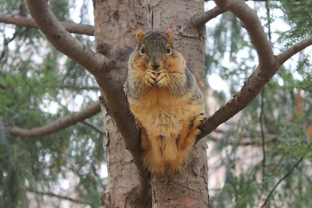 Squirrels at the University of Michigan (December 1, 2014)
