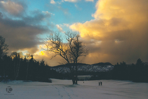 sunset snow canada tree silhouette iphone cornerbrook newfoundlandandlabrador