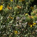 Flickr photo 'prairie gumweed, Grindelia squarrosa var. serrulata' by: Jim Morefield.