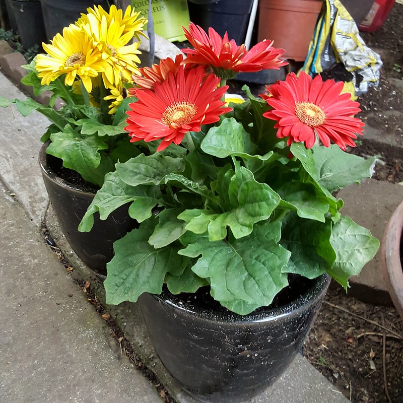Potted up Gerber Daisy