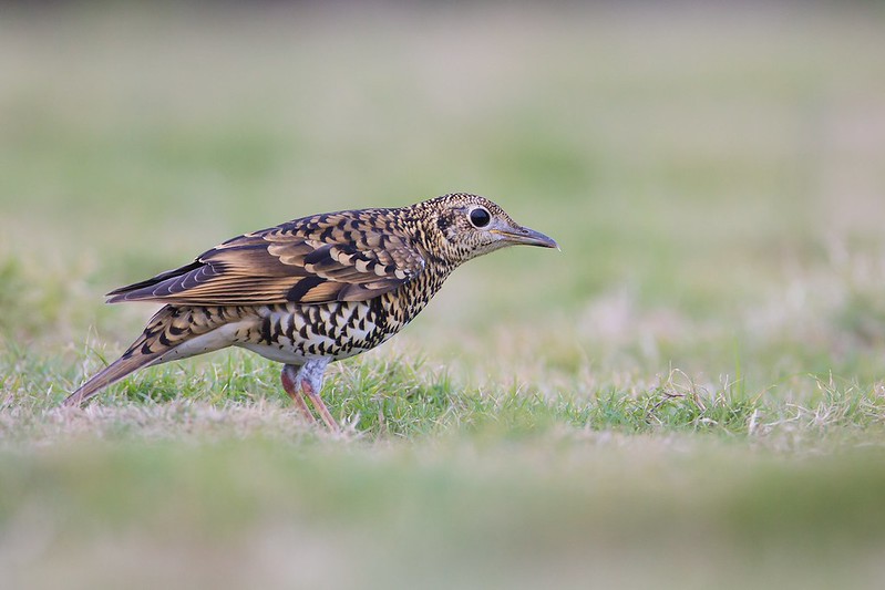 Zoothera aurea | White's Thrush | guldtrast