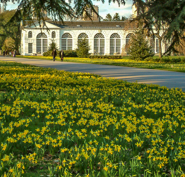 A spring display of Narcissi in front of the18th century Orangery at Kew Gardens, London