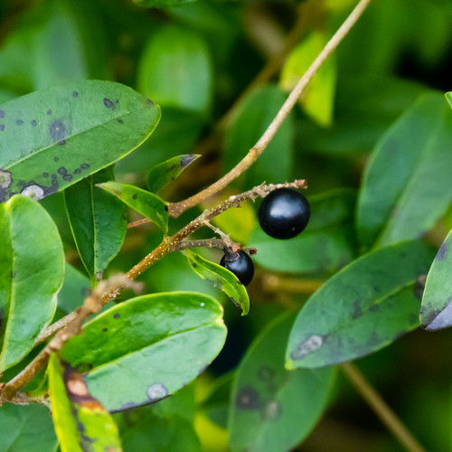 Privet with fruit