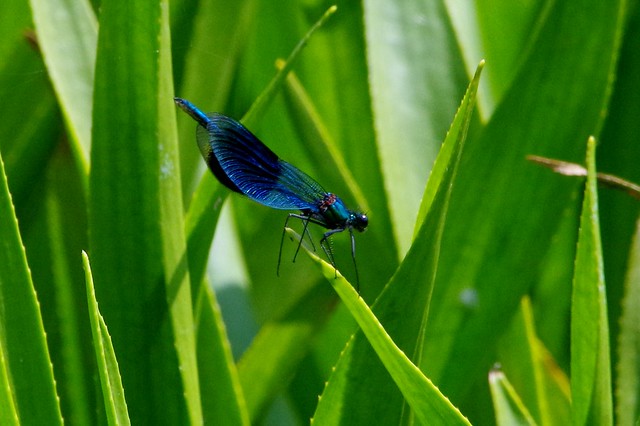 IMGP1847 Banded Demoiselle, Paxton Pits, July 2014