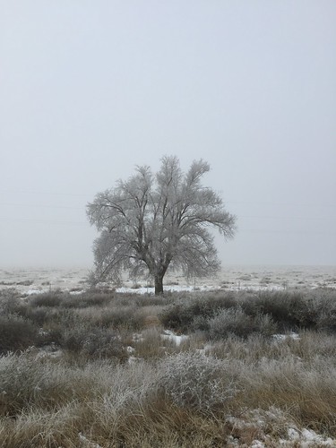 new winter snow tree landscape mexico frost