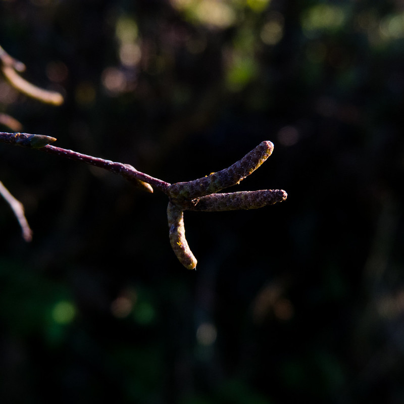 Birch catkins, end of December