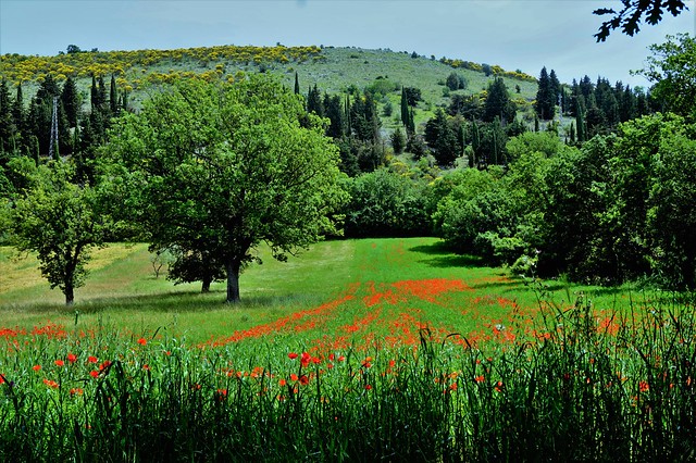 The green [I Cammini del Vallo di Diano (da Via Popilia Annia)]