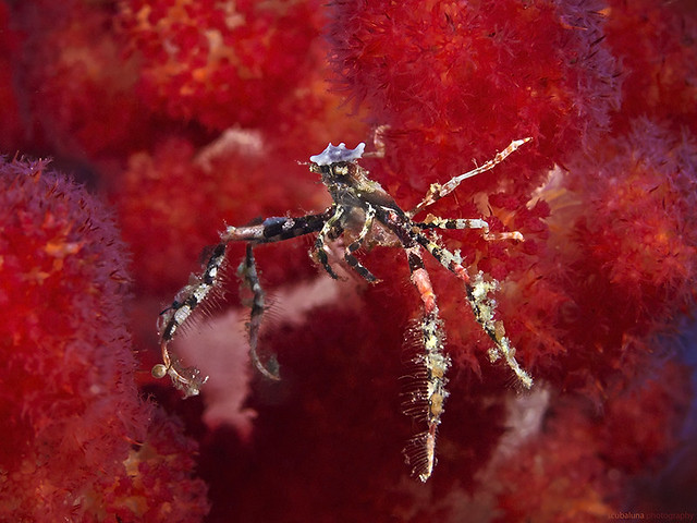 Spider Crab, Gespenster- oder Spinnenkrabbe (Achaeus spinosus)