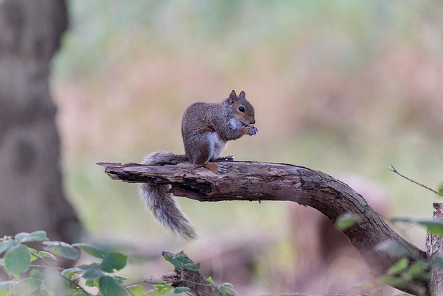 Grey Squirrel  |  Eichhörnchen