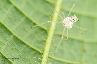 Comb-footed spider (cf. Meotipa sp.) - DSC_8587