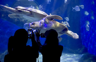 Virginia Aquarium & Marine Science Center turtles fish | by watts_photos