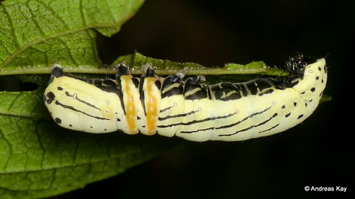 cat ate moth reddit