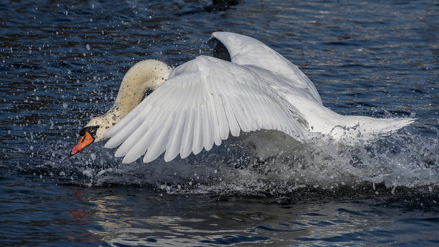 Mute swan, Holly Pond