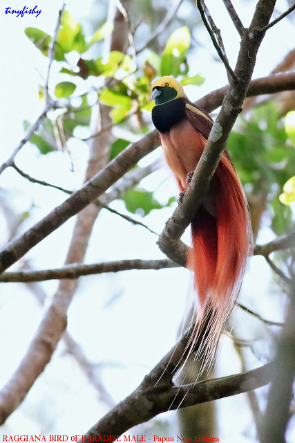 (767b) Raggiana Bird Of Paradise - [ Varirata National Park, Papua New Guinea ]