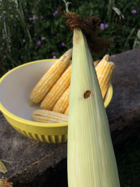 Corn earworm (Helicoverpa zea)
