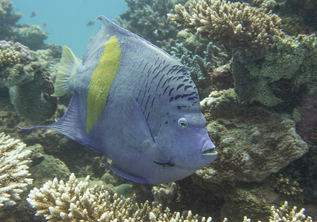 Yellowbar Angelfish, Pomacanthus maculosus, House Reef, Nama bay, Sharm El Sheikh