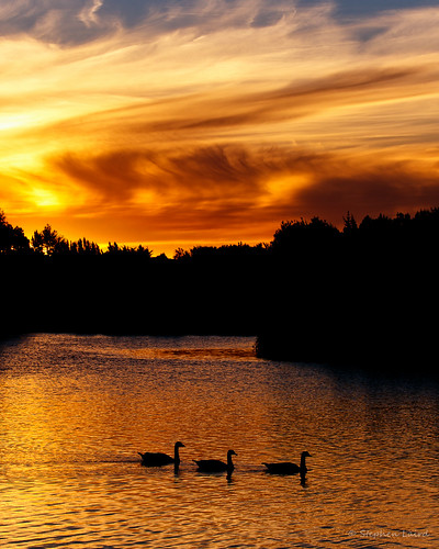 sunset newzealand christchurch water silhouette duck canterbury canon70200f28lll canonef70200mmf28lisiiusm styxmillconservationreserve canoneos7dii 365project2015