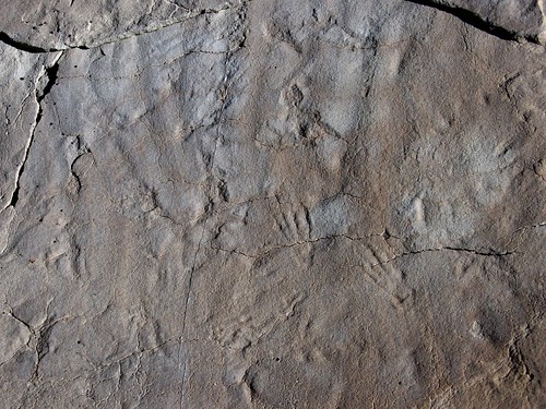 fossil tatemuseum pterosaurtrack