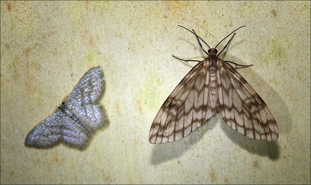 Two Moths