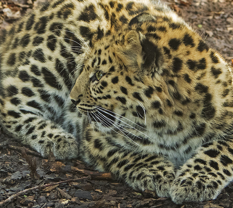 amur leopard cub
