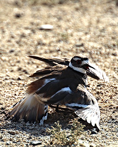 Picky Bird Plucky Bird | This amazing little bird is a Kill Deer. It ca… | Flickr