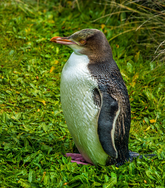 yellow eyed penguin on enderby island (NZ) 4