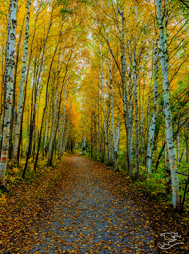 autumn trees canada leaves landscape 124 trail alberta pathway drewmayphotography