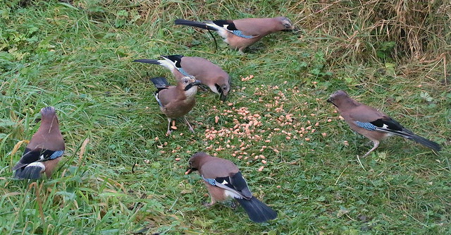 Canon EOS 6D.Canon EF-100-400mm Lens.Six Of A Kind (Jay's) In My Gloomy And Windy Back Garden.November 22nd 2014.