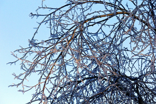Frozen Branches