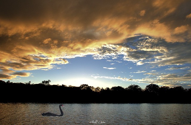 Rathmines Sunset with Swan. Original exclusive photo art.
